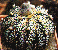 Гибрид A.asterias cv. Super Kabuto x A.capricorne из коллекции Н.Федюкина (Москва). Растение получено с Мальты. Фото В.Гапона.
