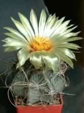 Astrophytum capricorne var.eryacanthus. Растение из коллекции Валерия Злотина (г.Москва)